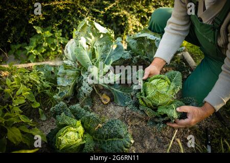 Senior gardener gardening in his permaculture garden -  holding a splendid Savoy Cabbage head Stock Photo
