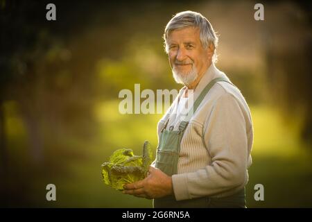 Senior gardener gardening in his permaculture garden -  holding a splendid Savoy Cabbage head Stock Photo