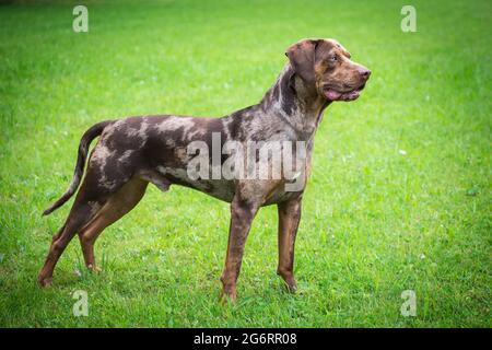 Louisiana Catahoula Leopard Dog Stock Photo