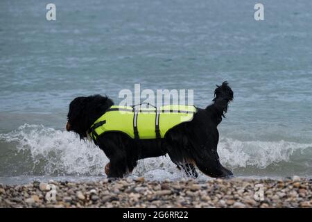 Bernese mountain dog in bright green life jacket at sea. Rescue dog walks along the beach and carefully monitors order and safety. Stock Photo