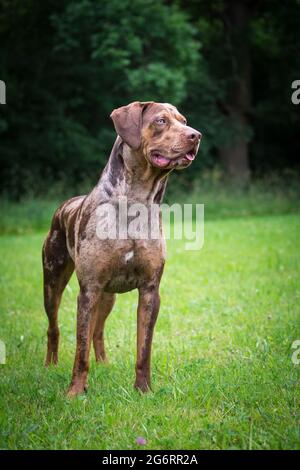 Louisiana Catahoula Leopard Dog Stock Photo