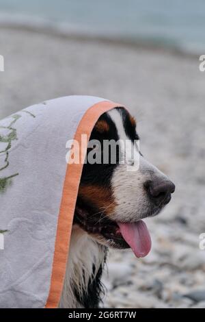 Bernese Mountain Dog on vacation is sitting on beach with towel on its head. Dog is dried after bathing with fluffy towel. Trademark smile of Mountain Stock Photo