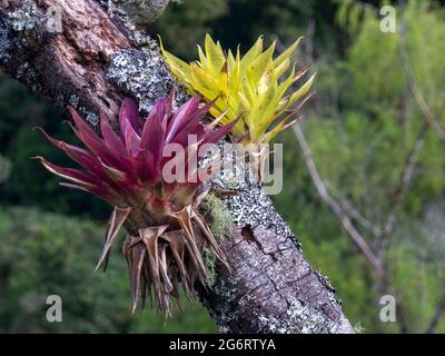 A purple and green tillandsias on a rotten tree, captured in a forest near the town of Arcabuco in the central Andean mountains of Colombia. Stock Photo