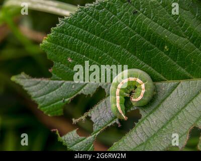 Macro photography of a yellow striped green caterpillar curled up on an alder leaf, captured in a forest near the town of Arcabuco, Colombia. Stock Photo
