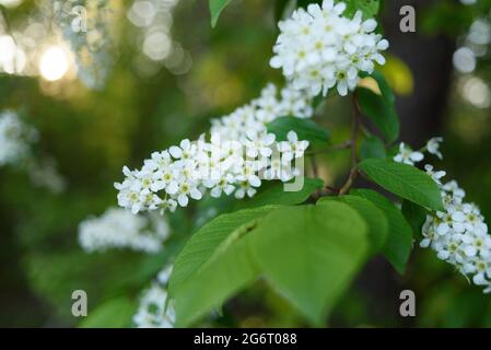 Bird cherry white flowers growing on tree at sunset Stock Photo