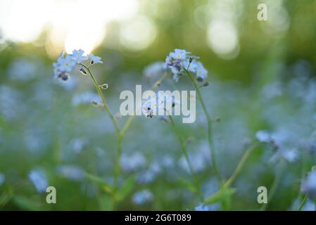 Myosotis or mouse's ear blue flowers. Forget-me-nots growing in meadow Stock Photo