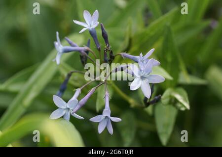Amsonia orientalis (Eastern blue star) Stock Photo