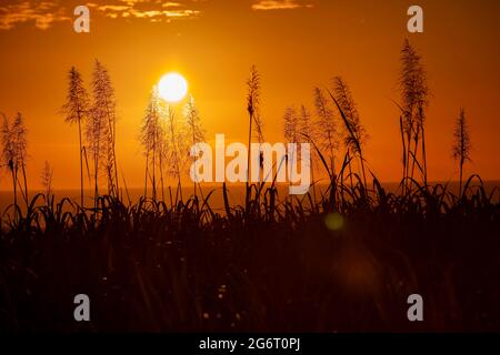 sunset over the ocean with blooming sugar cane plants in foreground. Stock Photo