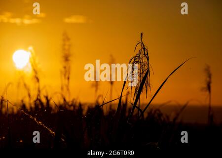 sunset over the ocean with blooming sugar cane plants in foreground. Stock Photo