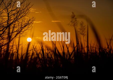 sunset over the ocean with blooming sugar cane plants in foreground. Stock Photo