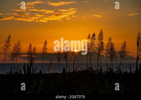 sunset over the ocean with blooming sugar cane plants in foreground. Stock Photo