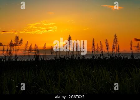 sunset over the ocean with blooming sugar cane plants in foreground. Stock Photo