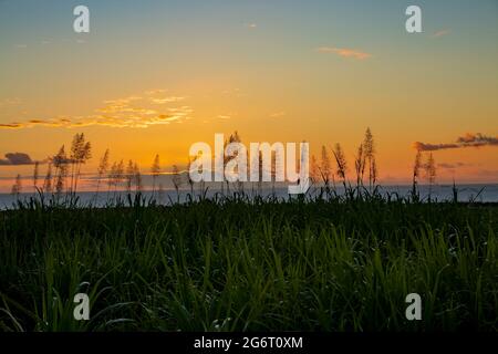 sunset over the ocean with blooming sugar cane plants in foreground. Stock Photo