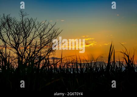 sunset over the ocean with blooming sugar cane plants in foreground. Stock Photo