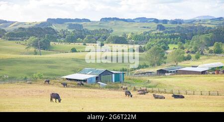 New Zealand farming industry in North Island countryside. Stock Photo