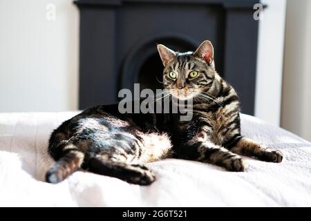 A tabby domestic cat lying on a bed. Stock Photo