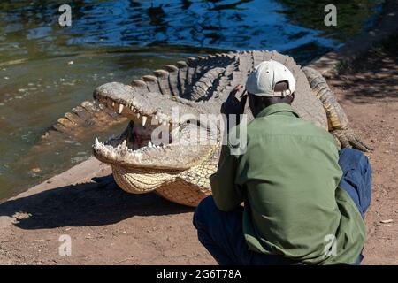 Livingstone crocodile park Stock Photo