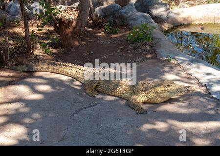 Livingstone crocodile park Stock Photo