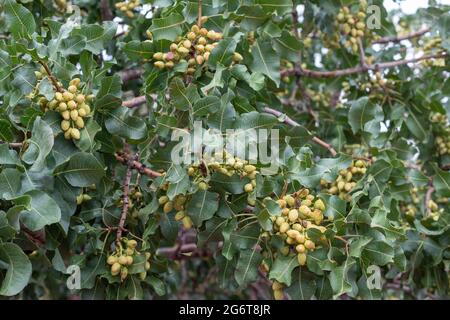 Alamogordo, New Mexico - Pistachios growing at Eagle Ranch, which sells the nuts under the Heart of the Desert brand. Stock Photo