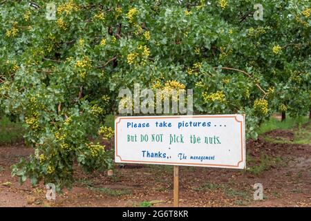 Alamogordo, New Mexico - Pistachios growing at Eagle Ranch, which sells the nuts under the Heart of the Desert brand. Stock Photo