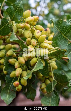 Alamogordo, New Mexico - Pistachios growing at Eagle Ranch, which sells the nuts under the Heart of the Desert brand. Stock Photo