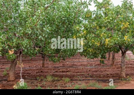 Alamogordo, New Mexico - Pistachios growing at Eagle Ranch, which sells the nuts under the Heart of the Desert brand. Both male and female trees are n Stock Photo