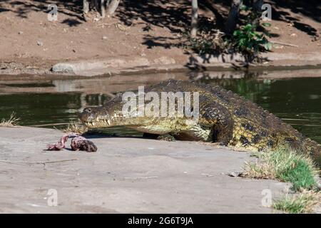 Livingstone crocodile park Stock Photo