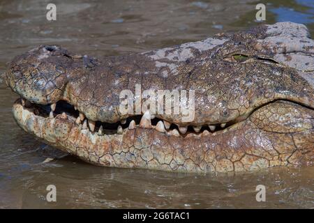 Livingstone crocodile park Stock Photo