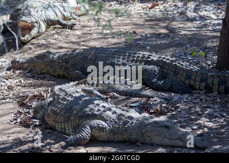 Livingstone crocodile park Stock Photo