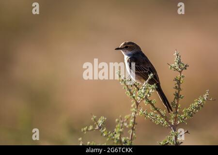 Mariqua Flycatcher standing on a branch isolated in natural background in Kgalagadi transfrontier park, South Africa ; specie Melaenornis mariquensis Stock Photo