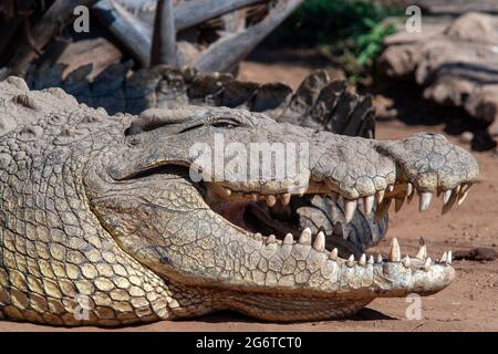 Livingstone crocodile park Stock Photo