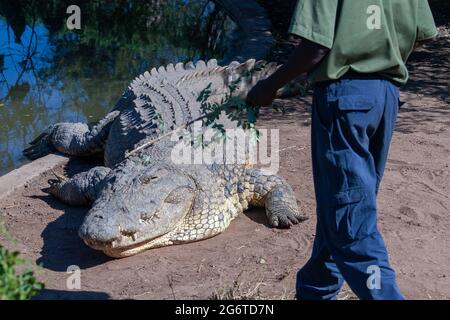 Livingstone crocodile park Stock Photo