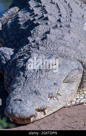 Livingstone crocodile park Stock Photo