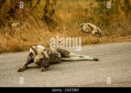 An African Wild dog, Lycaon pictus, laying stretched out on the tarmac road in the Kruger National Park, South Africa Stock Photo
