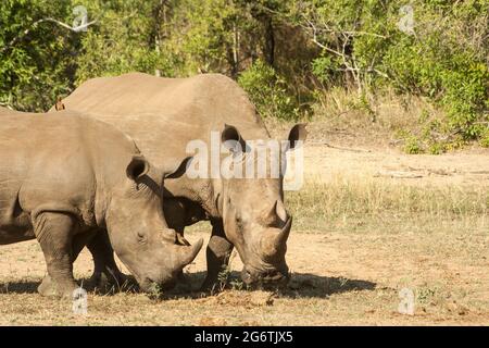 A female Southern white rhino, Ceratotherium simum, and her almost mature calf, grazing together in the Kruger National Park, South Arica Stock Photo