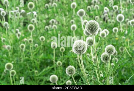 Echinops or thistle. Round and spiky flowers of Echinops sphaerocephalus (names: glandular globe-thistle, great globe-thistle or pale globe-thistle) Stock Photo