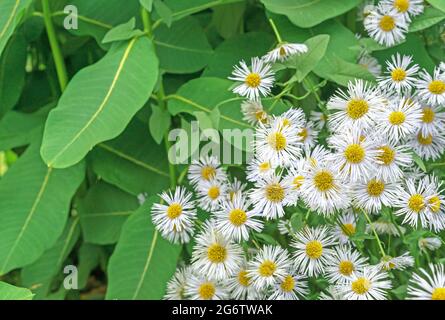Blooming white chamomiles on a background of green leaves Stock Photo