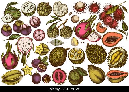 Vector set of hand drawn colored papaya, guava, passion fruit, starfruit, durian, rambutan, pitaya, jackfruit, sugar-apple, soursop, mangosteen Stock Vector