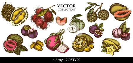 Composition design of colored papaya, guava, passion fruit, starfruit, durian, rambutan, pitaya, jackfruit, sugar-apple, soursop, mangosteen Stock Vector