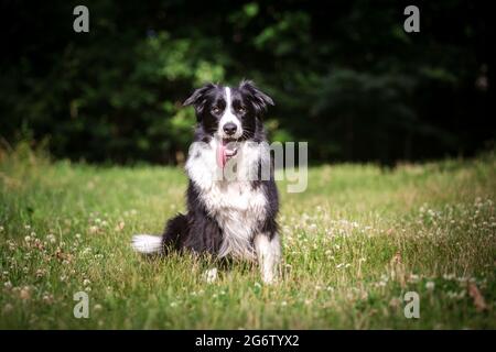Border Collie sitting Stock Photo