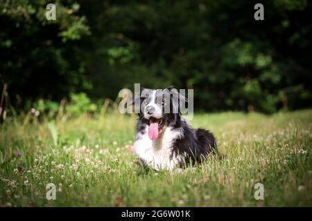 Border Collie lying Stock Photo