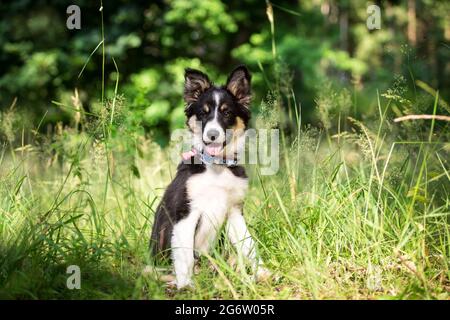 Border Collie puppy sitting Stock Photo