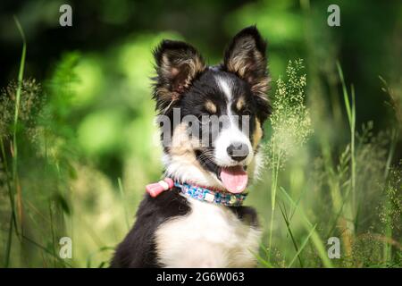 Border Collie puppy Stock Photo