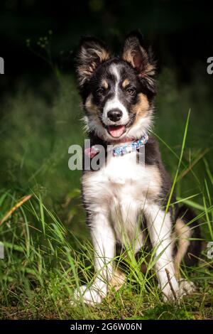 Border Collie puppy sitting Stock Photo
