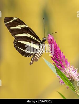 Zebra Longwing Butterfly Stock Photo