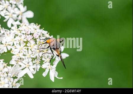 IHoverfly, Leucozona lucorum, collecting pollen cow parsley, anthriscus sylvestris Stock Photo