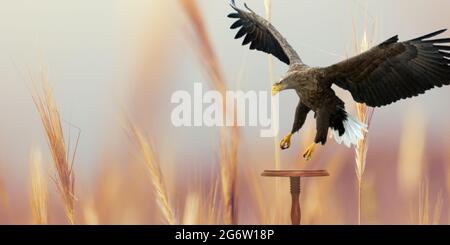 Bald Eagle landing on a bench Stock Photo