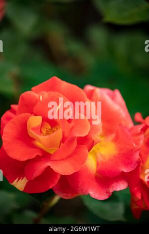 Outstanding Rosa Bright and Breezy = 'Dicjive', Floribunda Rose 'Bright And Breezy', natural plant portrait Stock Photo