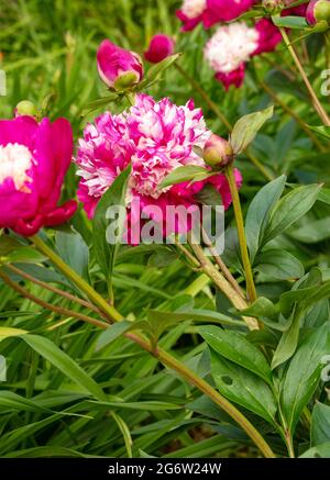 Outrageously vibrant Paeonia lactiflora – White Cap, in early summer sunshine Stock Photo