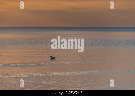 the bird floats in the water at sunset and the surface of the sea water is calm and the sunlight illuminates the water in the most striking shades Stock Photo